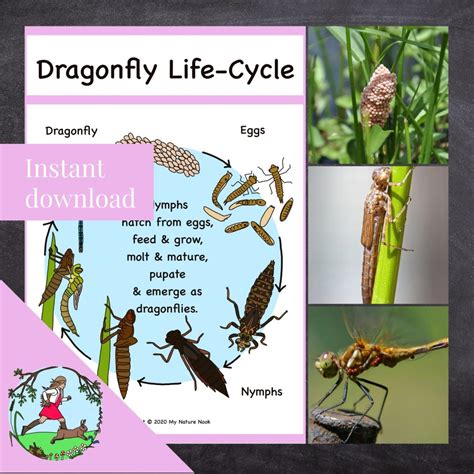 dragonfly life cycle - Dragonfly Facts