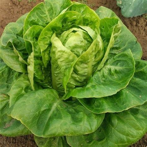 Lettuce Seeds in Canada | Order Online | OSC Seeds