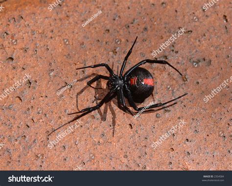 Relative Black Widow Redback Spider Stock Photo 2354584 | Shutterstock