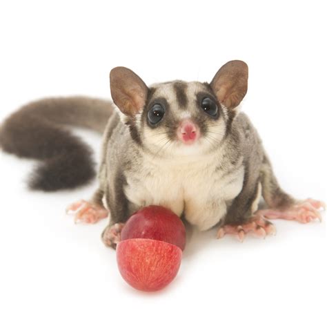 Can Sugar Gliders Eat Grapes? - Hutch Happiness