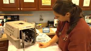 Pet rescue clinic launches fund in honor of Apex girl Brooklyn Mae Carroll