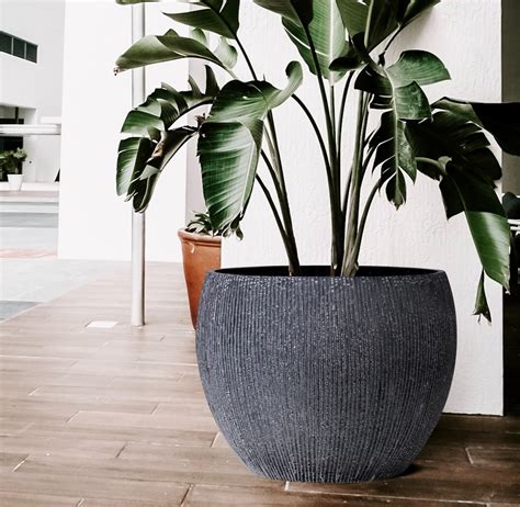 Extra Large Indoor Planters Temperate House Kew Frostproof Terracotta