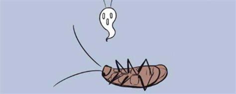 蟑螂没了脑袋依然能存活90天，还可以继续进行繁殖任务，生存能力逆天_哔哩哔哩_bilibili