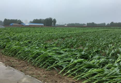 强降雨后玉米管理方案,技术服务-河北巡天农业科技有限公司