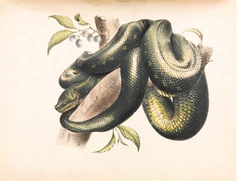 What Do Snakes Symbolize (Hint: A lot!) – My WordPress