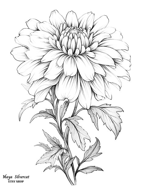 Autumn Flowers: Blooming Chrysanthemum Flower - free coloring page for ...
