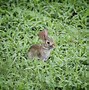 Image result for How to Care for Wild Baby Bunnies Book