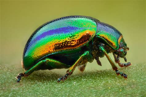 Beetle Bug Identification