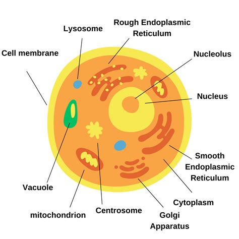 Different Organelles of Animal and Plant Cell