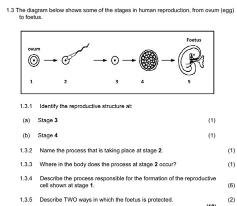 Solved: 1.3 The diagram below shows some of the stages in human ...