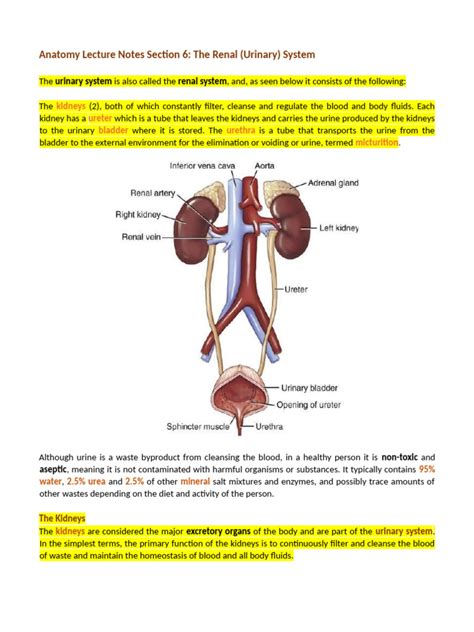 Image result for Urinary System.pdf