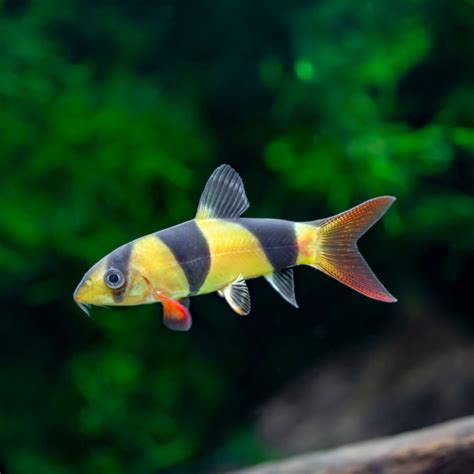 Monster Clown Loach: Full Care Guide
