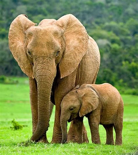 Elephant 5 Facts