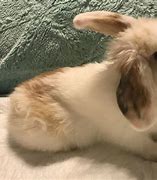 Image result for Long Hair Holland Lop