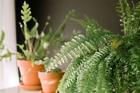 Types Of Indoor Ferns