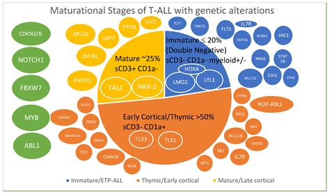 T-Cell Acute Lymphoblastic Leukemia—Current Concepts in Molecular Biology and Management
