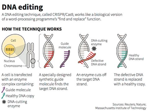 About Gene-edited Bananas Reduce Waste: UPSC Current Affairs