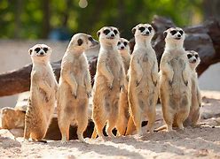 Image result for Researchers investigate meerkats response