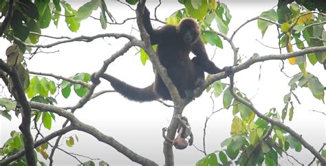 Spider monkey birth documented in the wild for 1st time: Exclusive ...