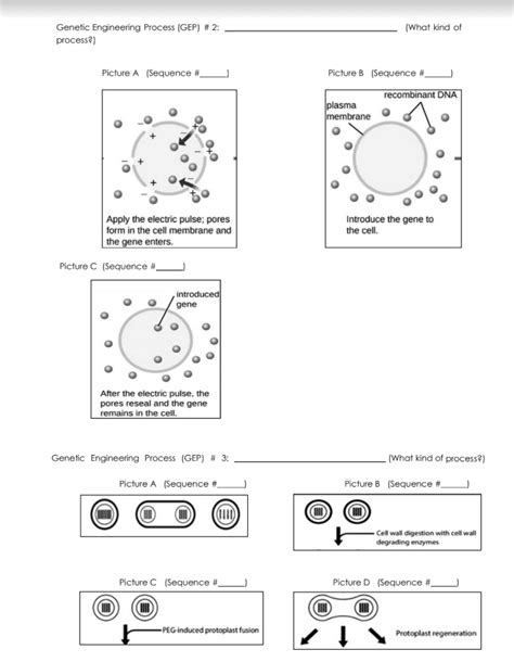 Genetic Engineering Process 的图像结果