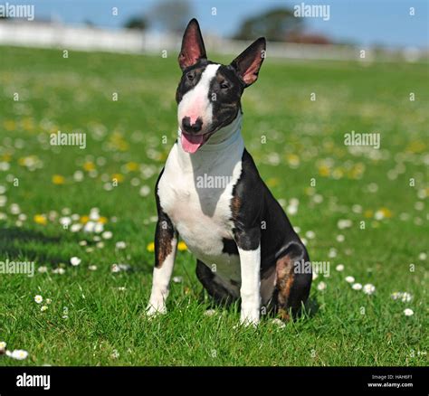 White English Bull Terrier