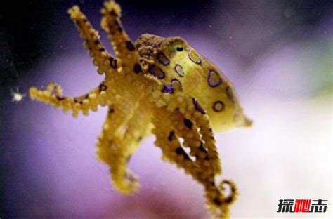 海洋中最毒的十大动物，蓝环章鱼上榜，第五被誉为“菜肴之冠”_排行榜123网