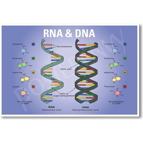 Biology DNA and RNA 的图像结果