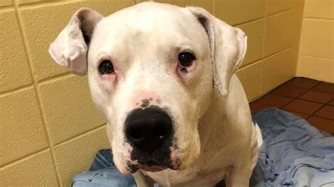 Berkshire Veterinary Hospital Patient Gallery | Vet Clinic In ...