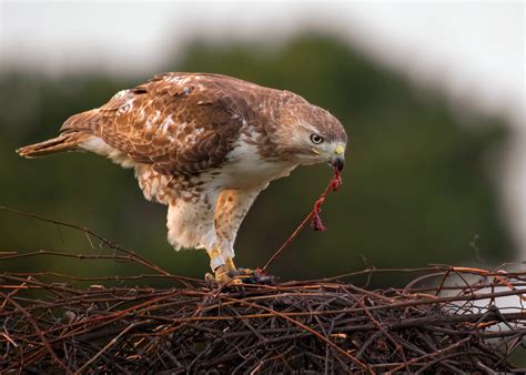 Red-Tailed Hawk | FWS.gov