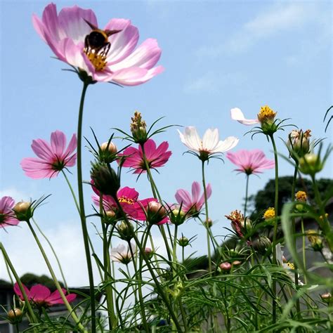 波斯菊播种多久开花,什么季节播种-绿宝园林网