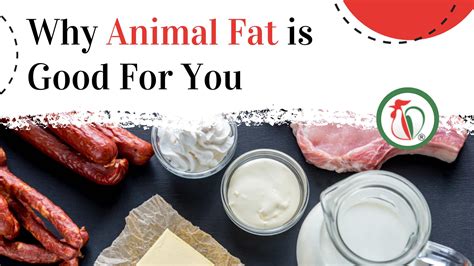 Fat Animal Pictures With Food