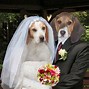 Image result for Cute Animal Couples
