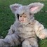 Image result for Cutest Baby Bunny Ever