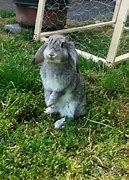 Image result for Baby Soft Gray Bunnies