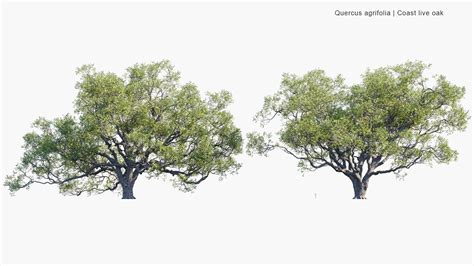 Quercus Agrifolia Coast Live Oak