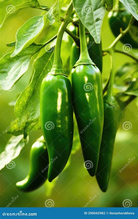 Fresh Jalapenos Hanging on Branch, AI Generated Stock Photo - Image of ...