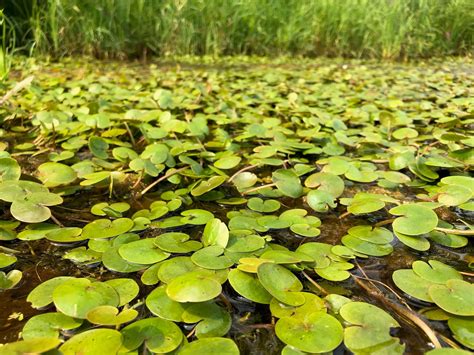 Invasive European Frogbit Found In Oconto County | Wisconsin DNR