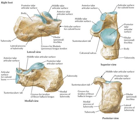 Calcaneus bone anatomy, function, calcaneus pain & calcaneus fracture