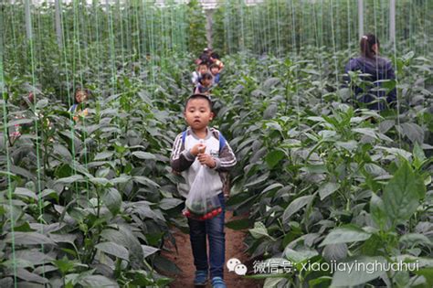 春节期间，杭州本地蔬菜供应情况怎么样？钱塘区将供应本地蔬菜3500多吨