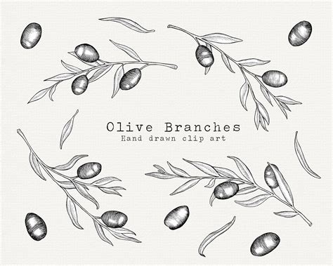 Olive Branch Sketch