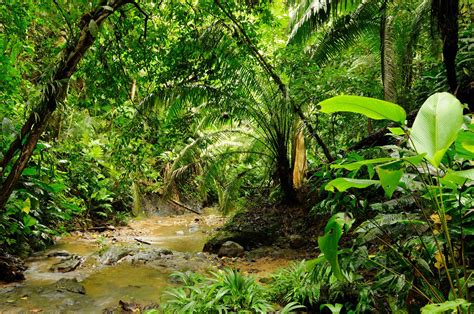 Rainforest Environment 的图像结果