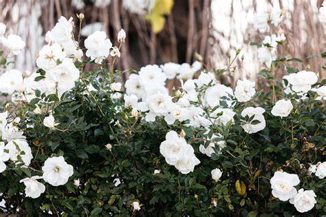 10 Best Climbing Roses