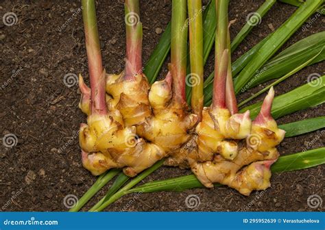 Ginger Zingiber Officinale Roots on Ground , Nature Bio Ginger Stock Image - Image of nutrition ...