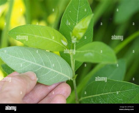 hemp dogbane (Apocynum cannabinum) Plantae Stock Photo - Alamy