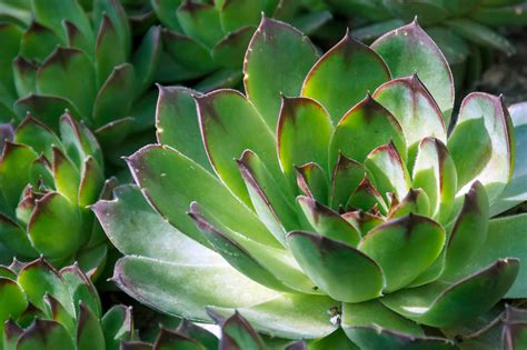 How to Grow and Care for a Hens and Chicks Plant - Birds and Blooms