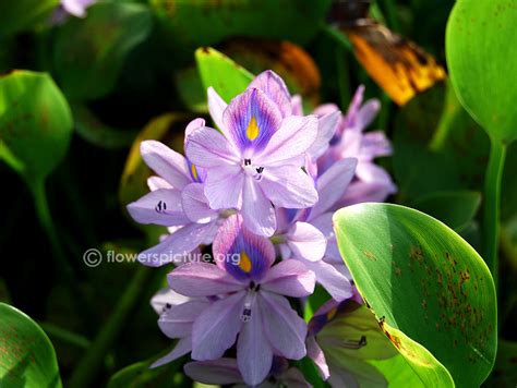 Eichhornia crassipes | Common water hyacinth