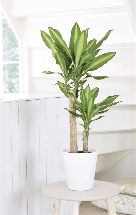 Dracaena Mass Cane Stalk Plant