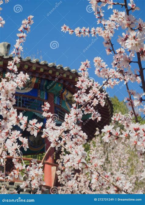 Peach Plum Flower China Spring Pavillion Stock Image - Image of china ...