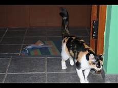 katze durchfall und erbrechen was tun wenn die katze durchfall hat katze durchfall und erbrechen was tun wenn die katze durchfall hat