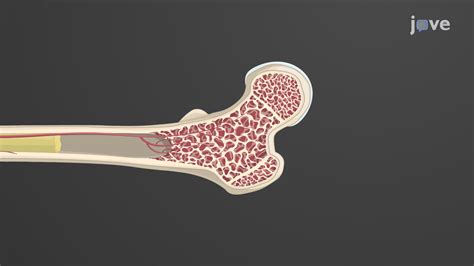 Gross Anatomy Of A Long Bone 144 Long Bone Anatomy Stock Photos,